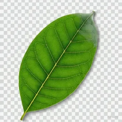 Kratom Products
