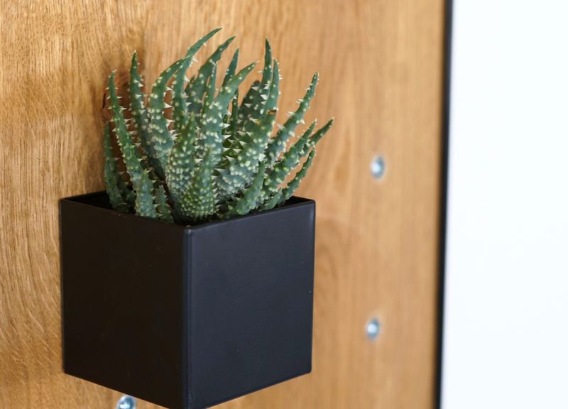 Succulent Cacti