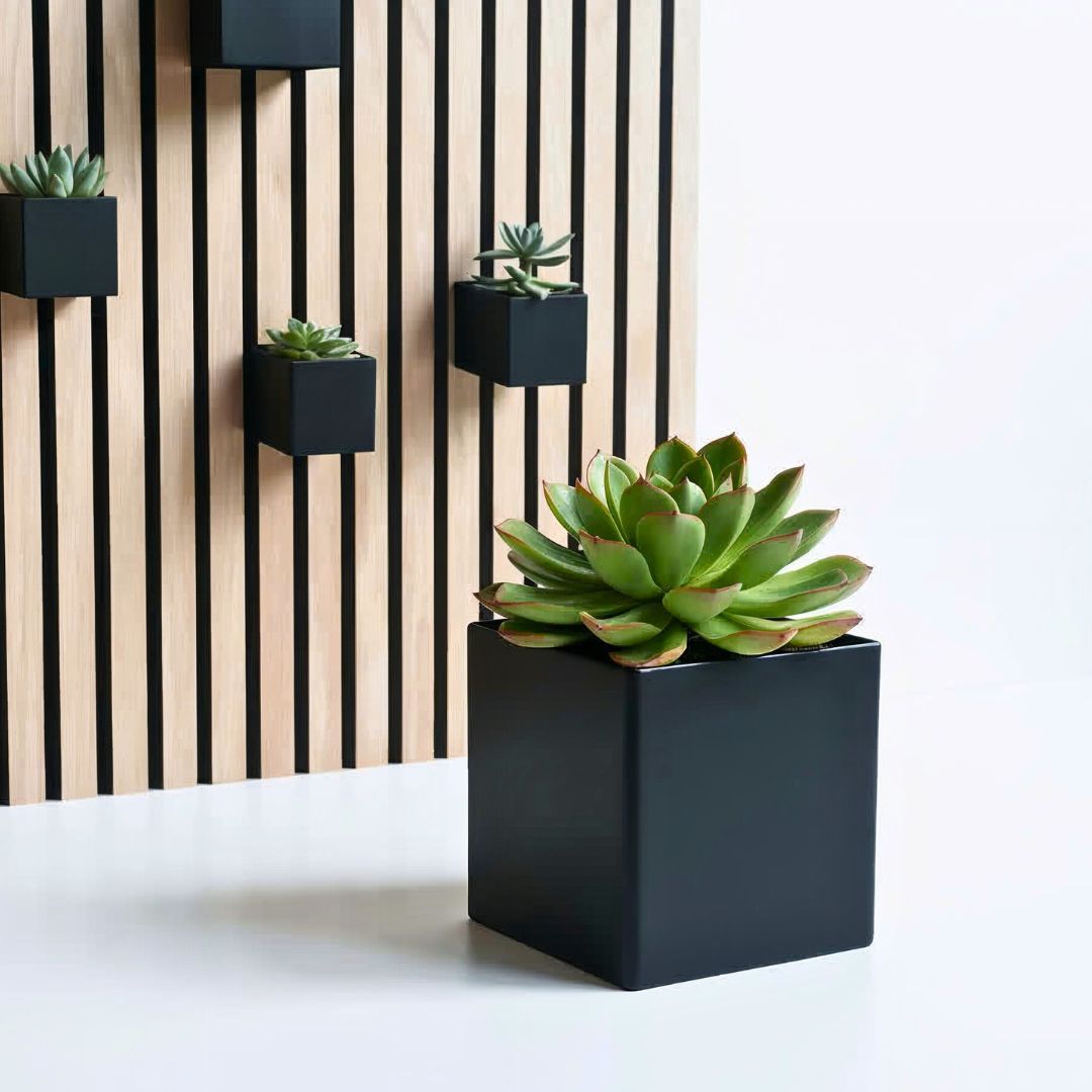 Sukkulente inkl. Cube Behälter