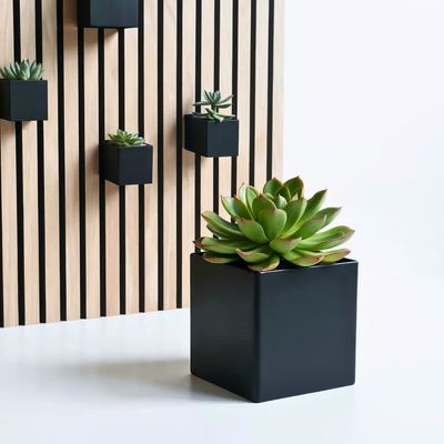 Sukkulente inkl. Cube Behälter