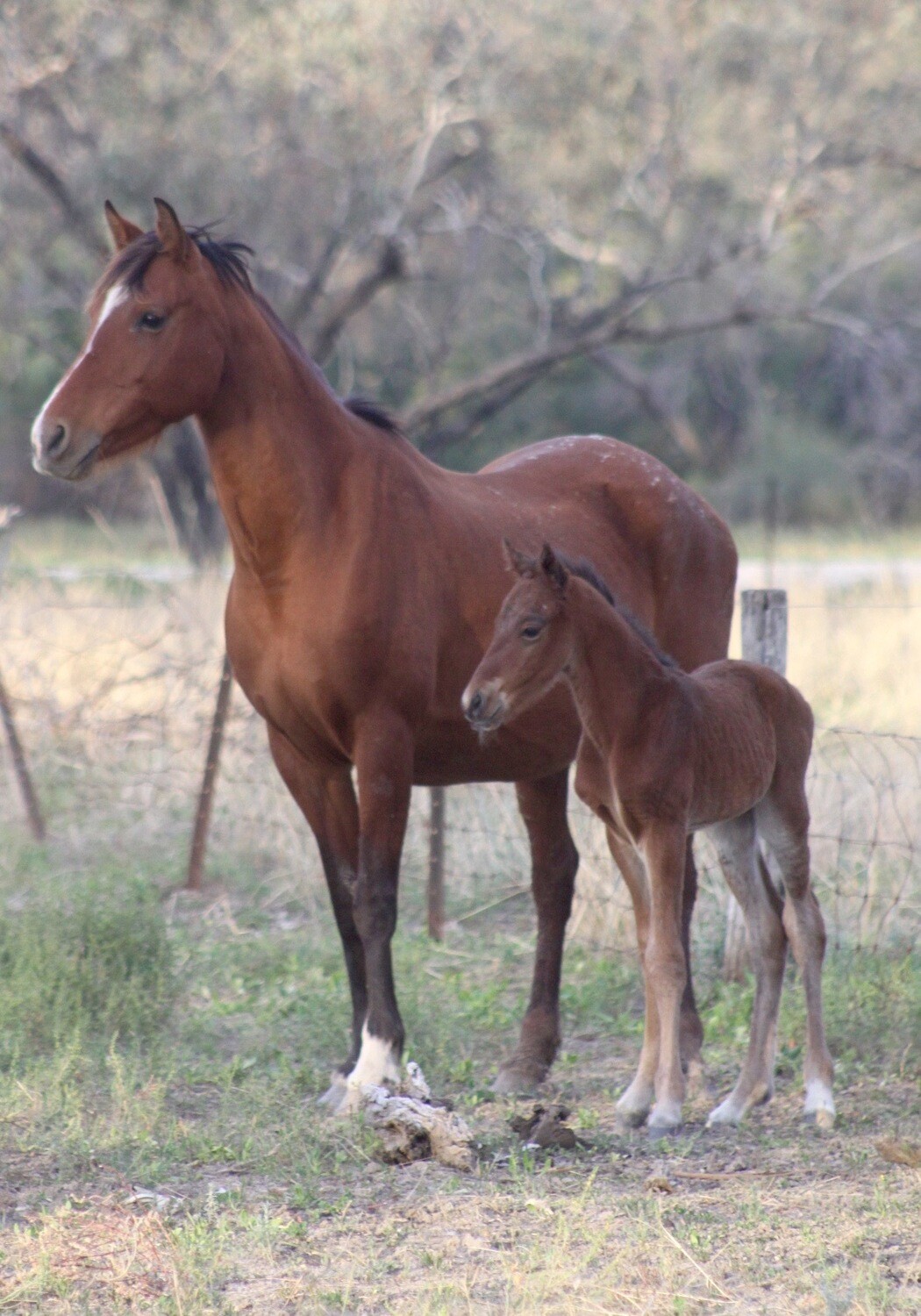Virtual horse pellets