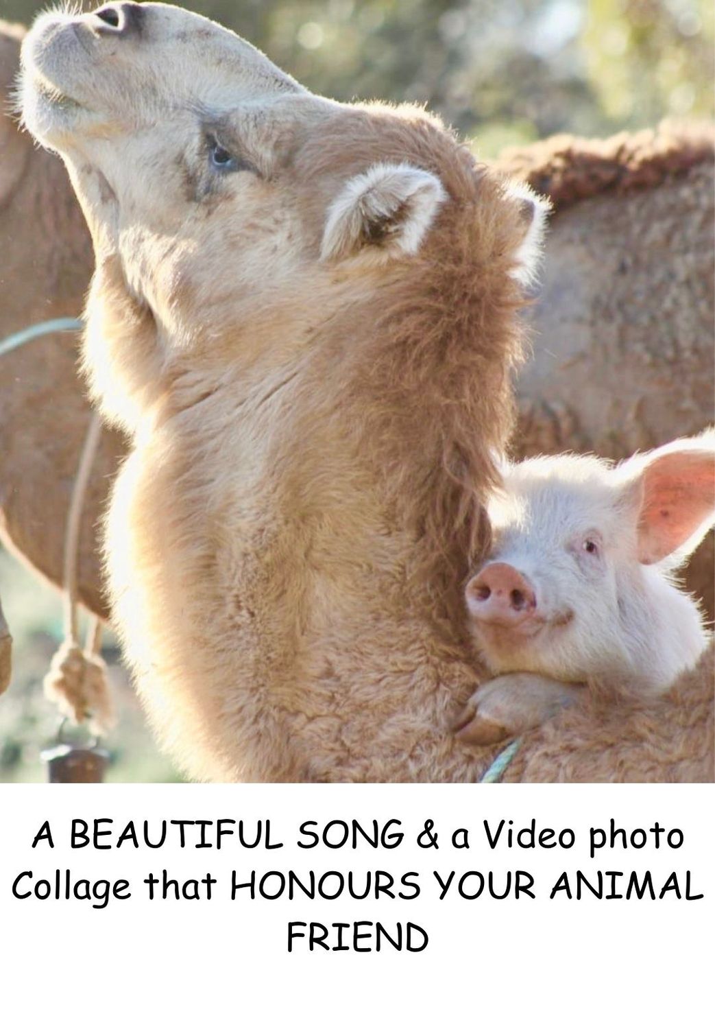 A beautiful song &amp; video collage created for you that honours your bereaved pet