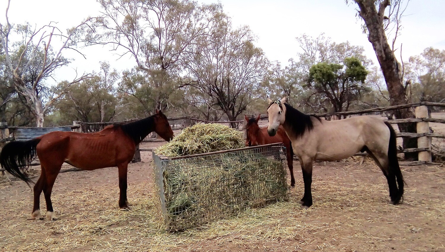 Happy Hay