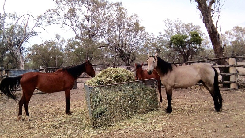 Happy Hay
