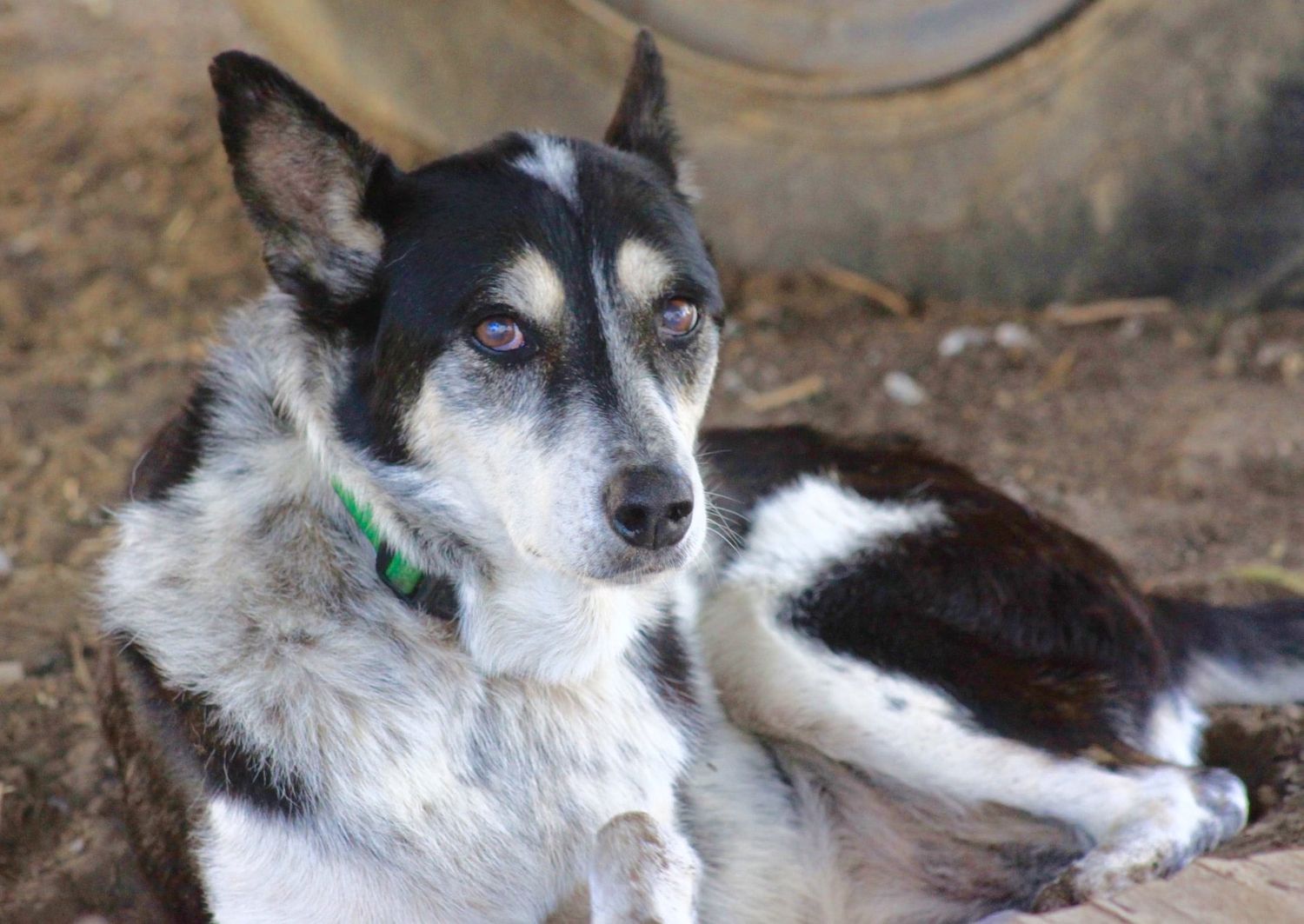 Patchi LOVE in honour of this beautiful girl. WE LOVE YOU- VIRTUAL FEED
