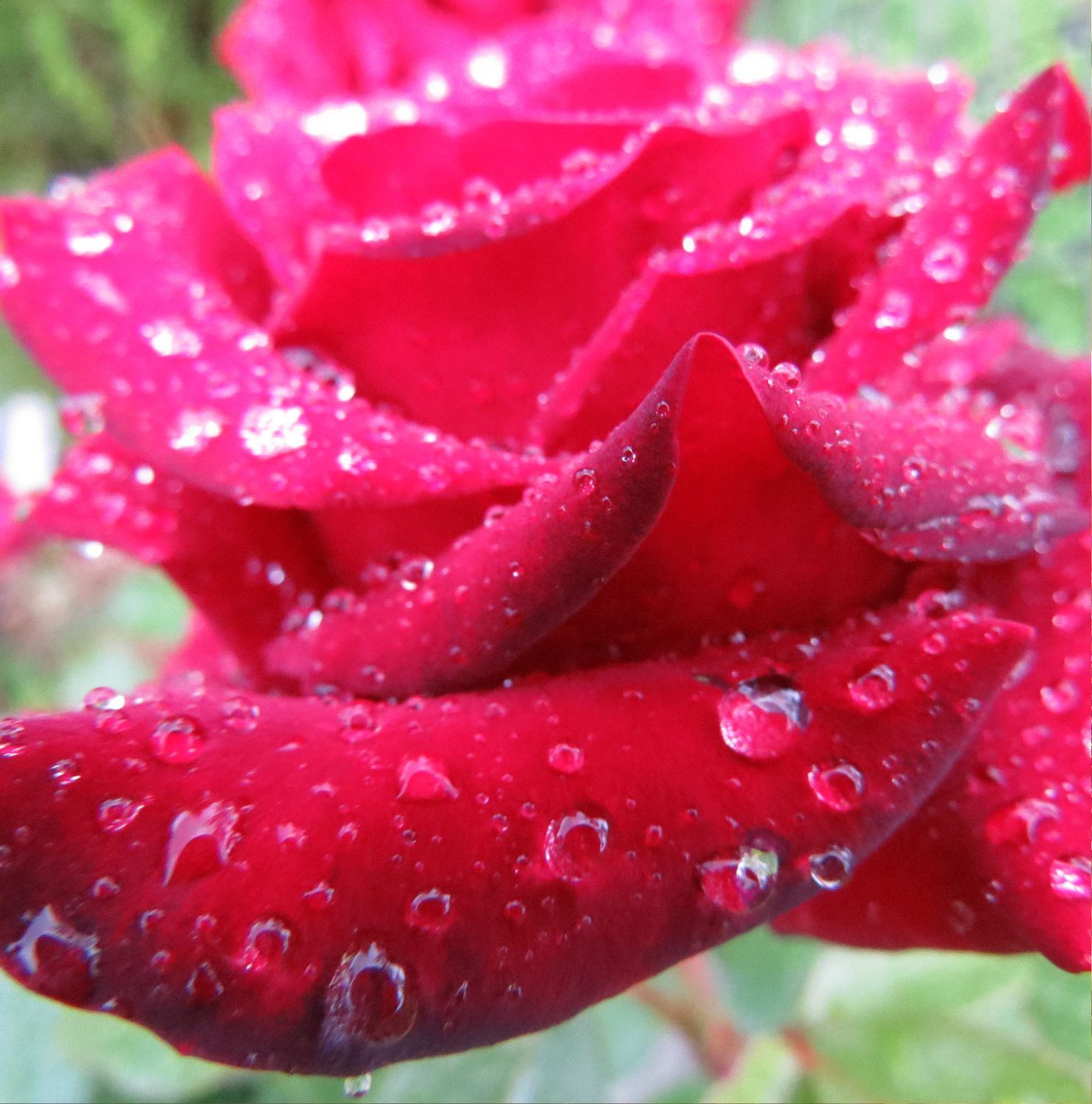 Order for Beloved Eileen Bray book and cards and love