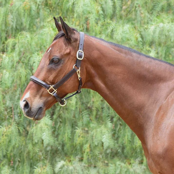 Fairhaven Fancy Stitched Leather Halter, Size: Cob