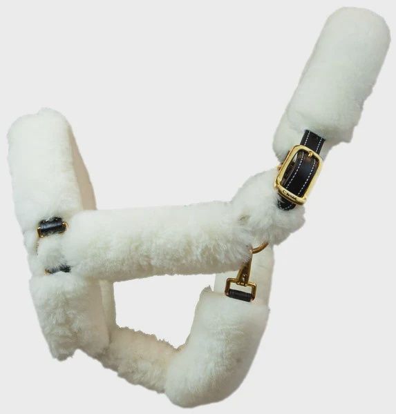 Walsh Shipping Halter, Size: Cob