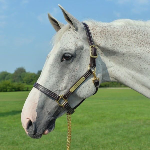 British Halter by Walsh, Color: Havanna, Size: Cob