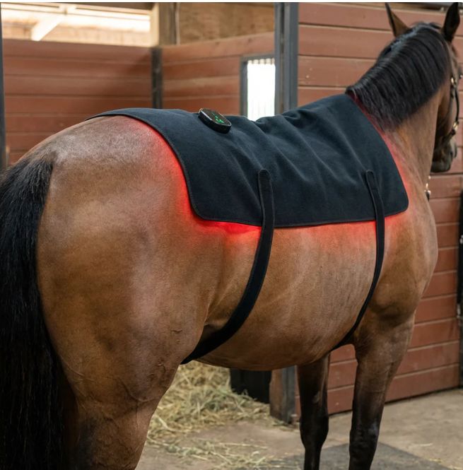 Horse Halo HaloBack