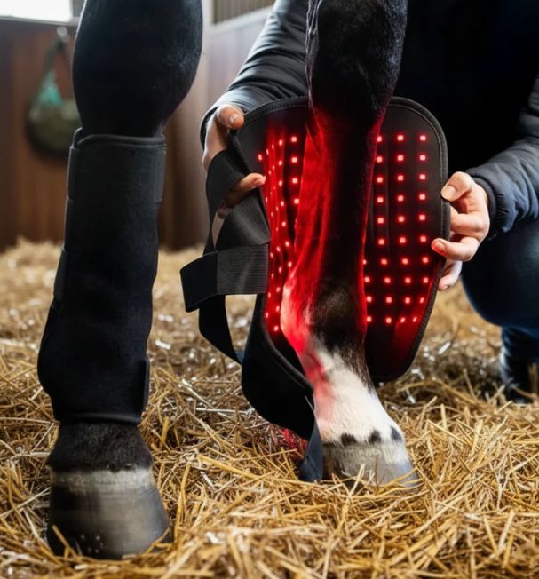 Horse Halo HaloLegs
