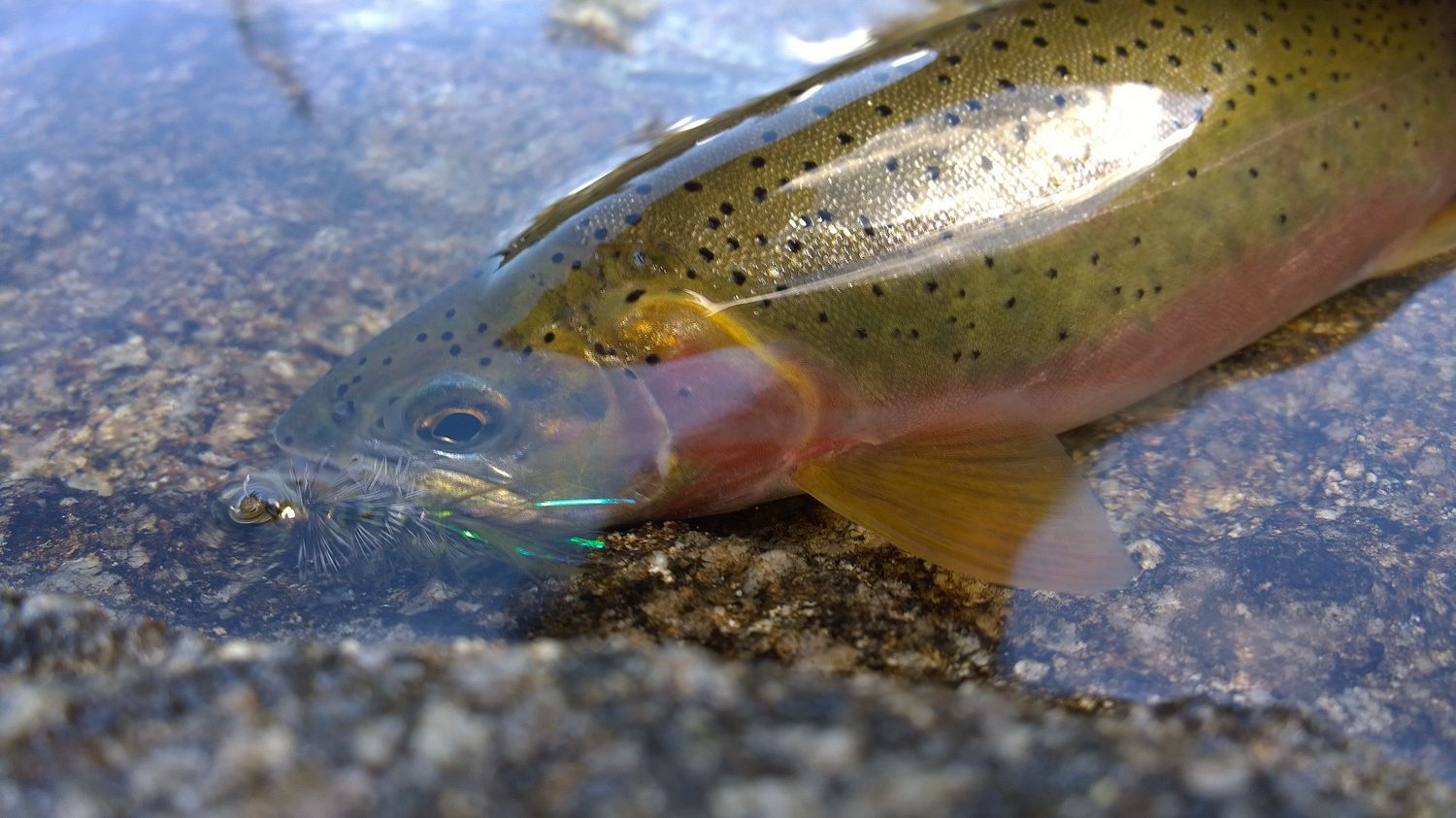 Fish Photo