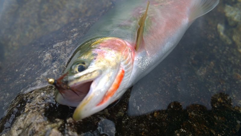 Fish2 Photo