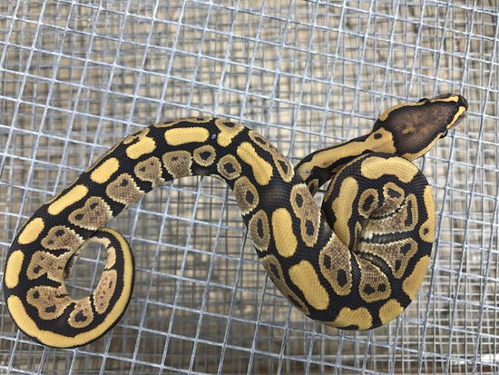 Hypo Orange Ghost 100% Het-Caramel Albino Ball Python 17HypoHetCaramelF