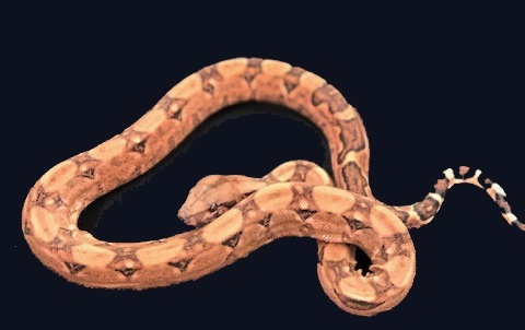 Leopard 66% Het-Blood 18Blood66HetLeo-M2