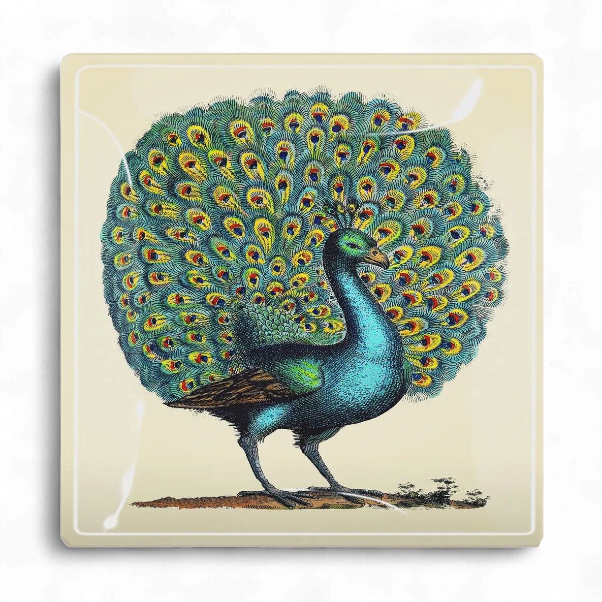 Proud Peacock Decoupage Glass Tray: 6"X 6"