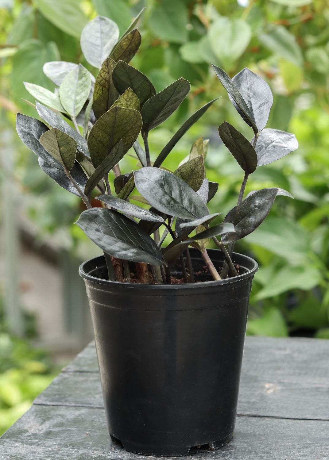 ZZ Plant Black Raven 6"