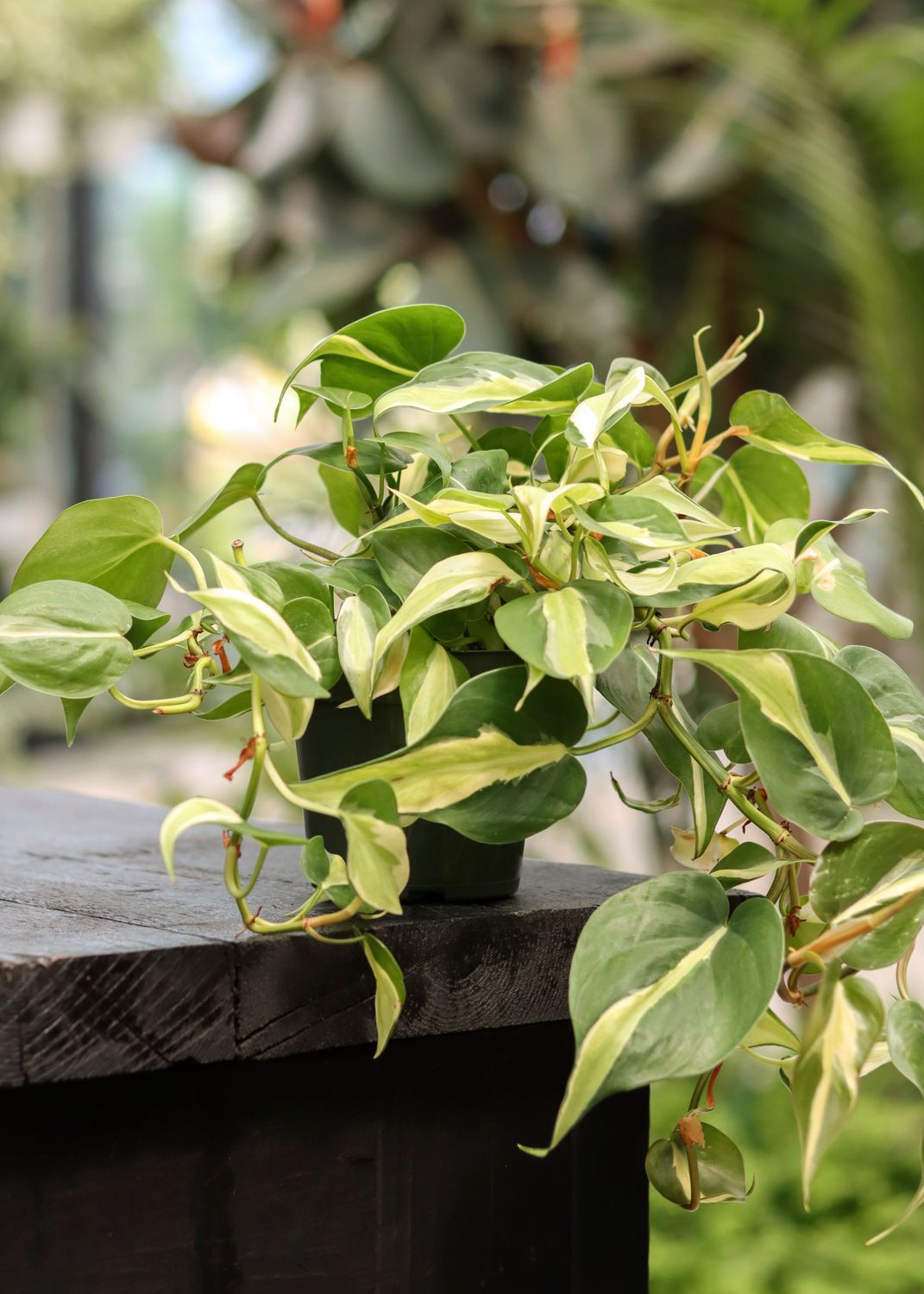Philodendron Silver Stripe 4"