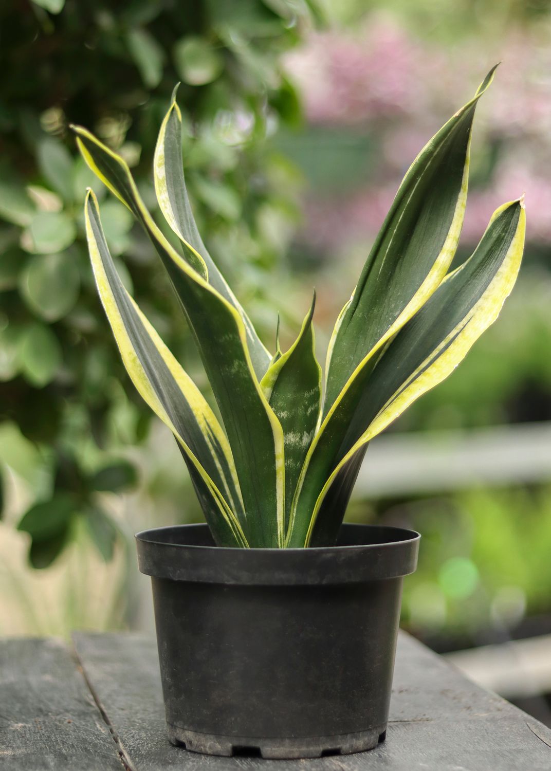 Sansevieria 6"