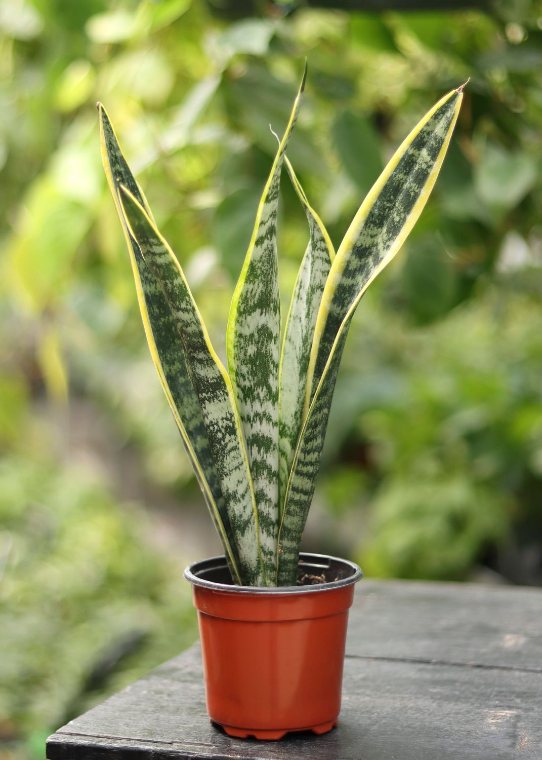 Sansevieria  4"