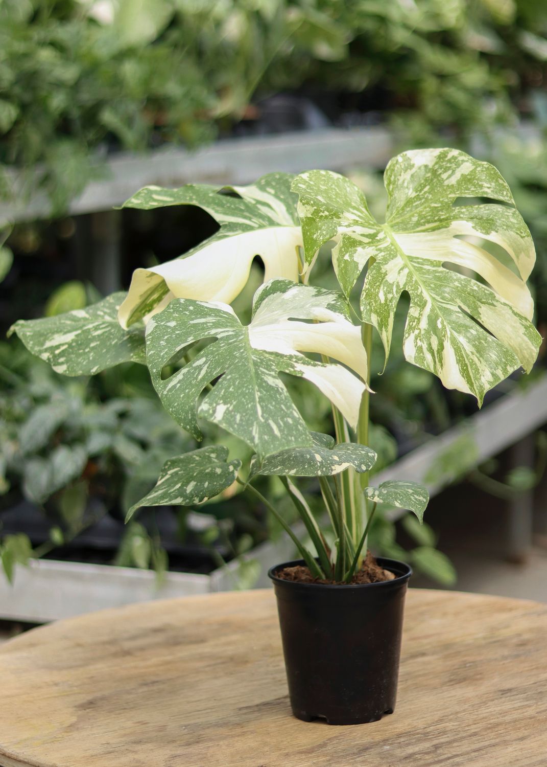 Monstera Thai Constellation 6"