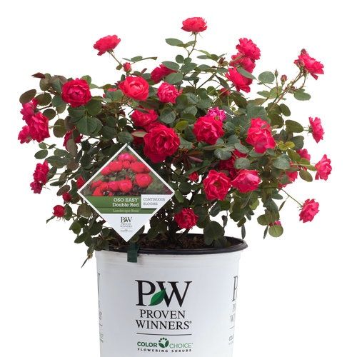 155 Roses