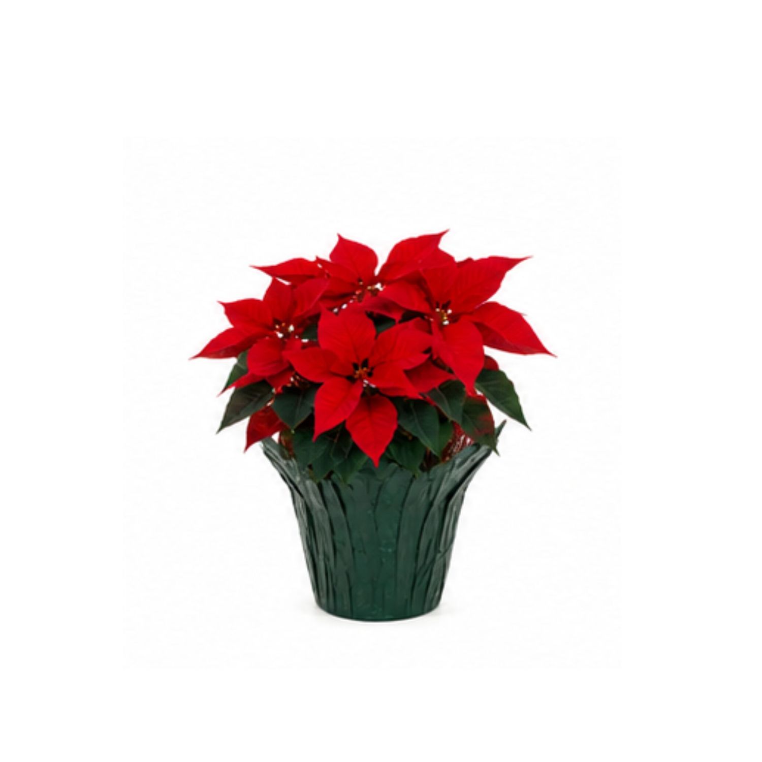 P.E.O.  Poinsettia Fundraiser, Size: 4.5"