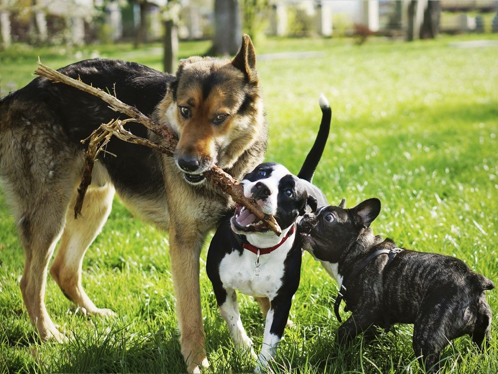 Boarding for Dogs