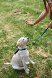 Basic Obedience- 8 Week Board and Train
