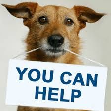Feed A Dog Donate $50