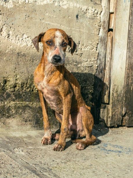 Rescue A Dog Donate $100