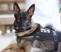 Sponsor a Dog Donate $5,000