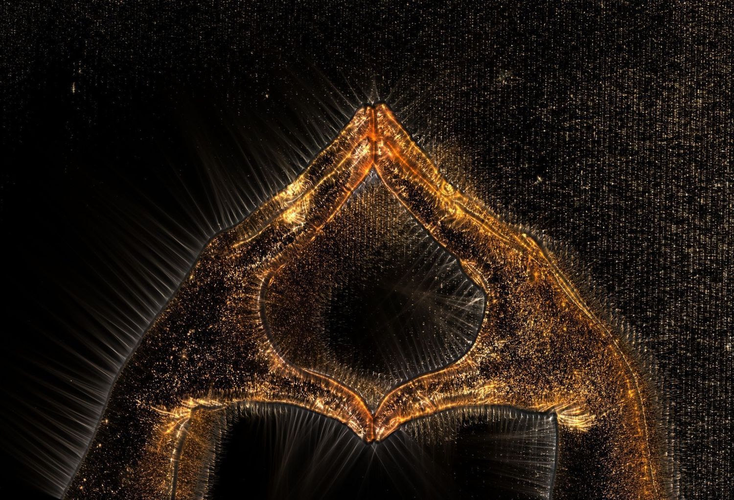 Magnétisme & coupeur de feu (OPCO / FAF)