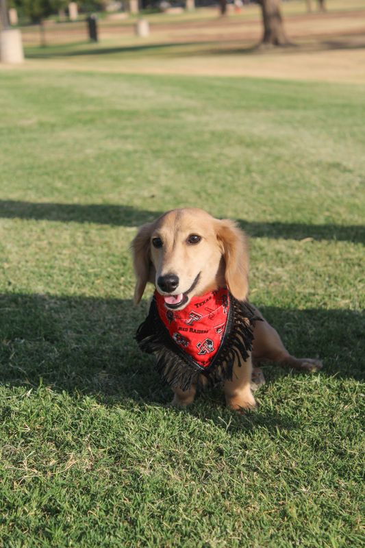 Dog Bandana - Size XS