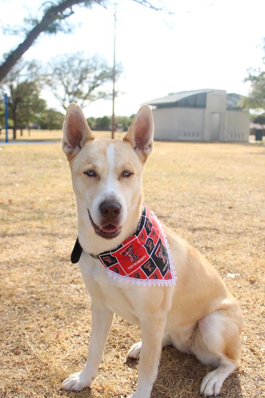 Dog Bandana - Size M