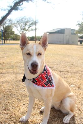 Dog Bandana - Size M
