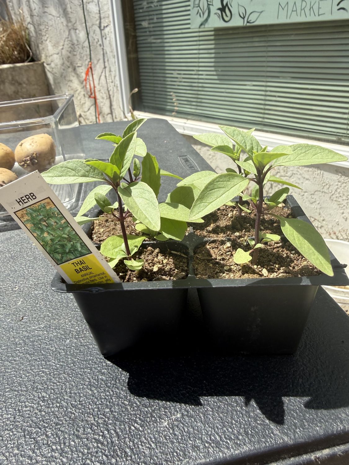 BASIL HERB PLANT, SWEET THAI BASIL, ORGANIC, PLANT