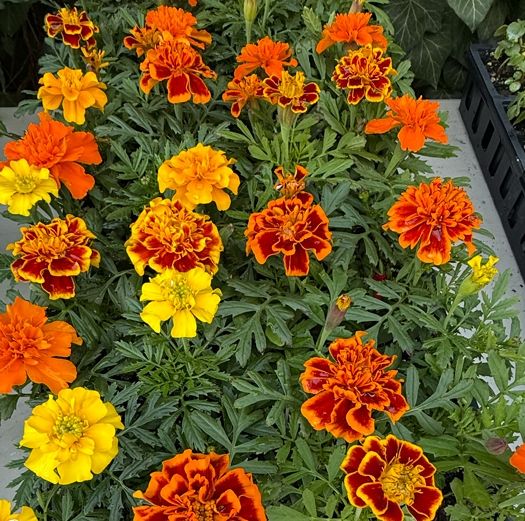 MARIGOLD, bonanza mix, plants, 4-pack