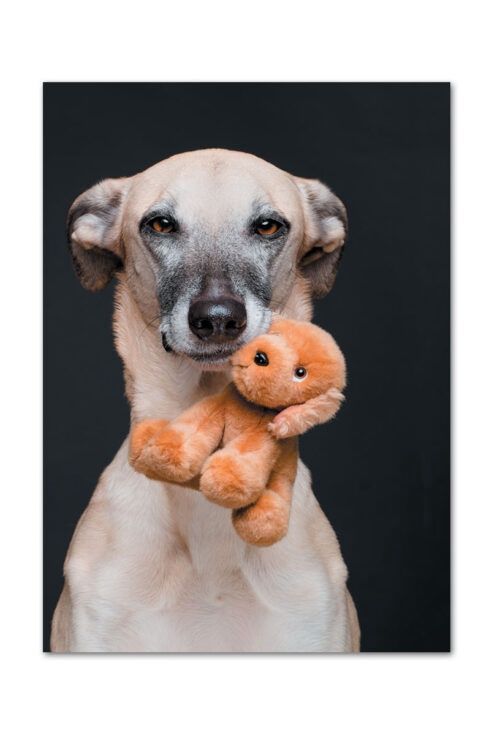 CARD GW DOG WITH PLUSH TOY--MISSING  PLAY DATES