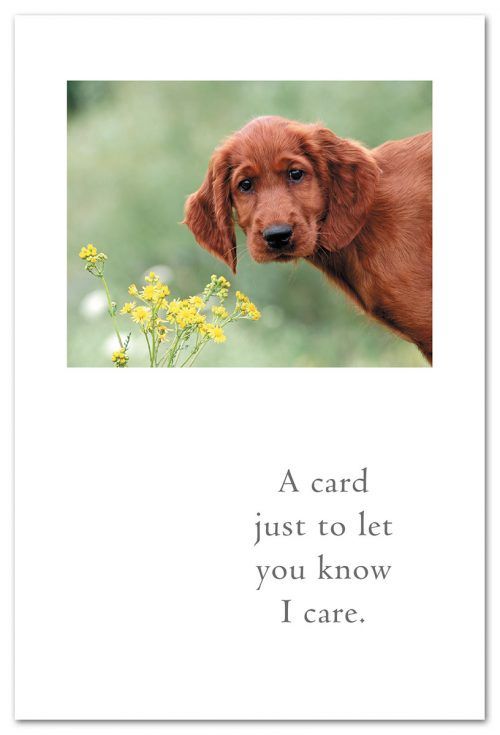 CARD, THINKING OF YOU, CONCERNED RETRIEVER