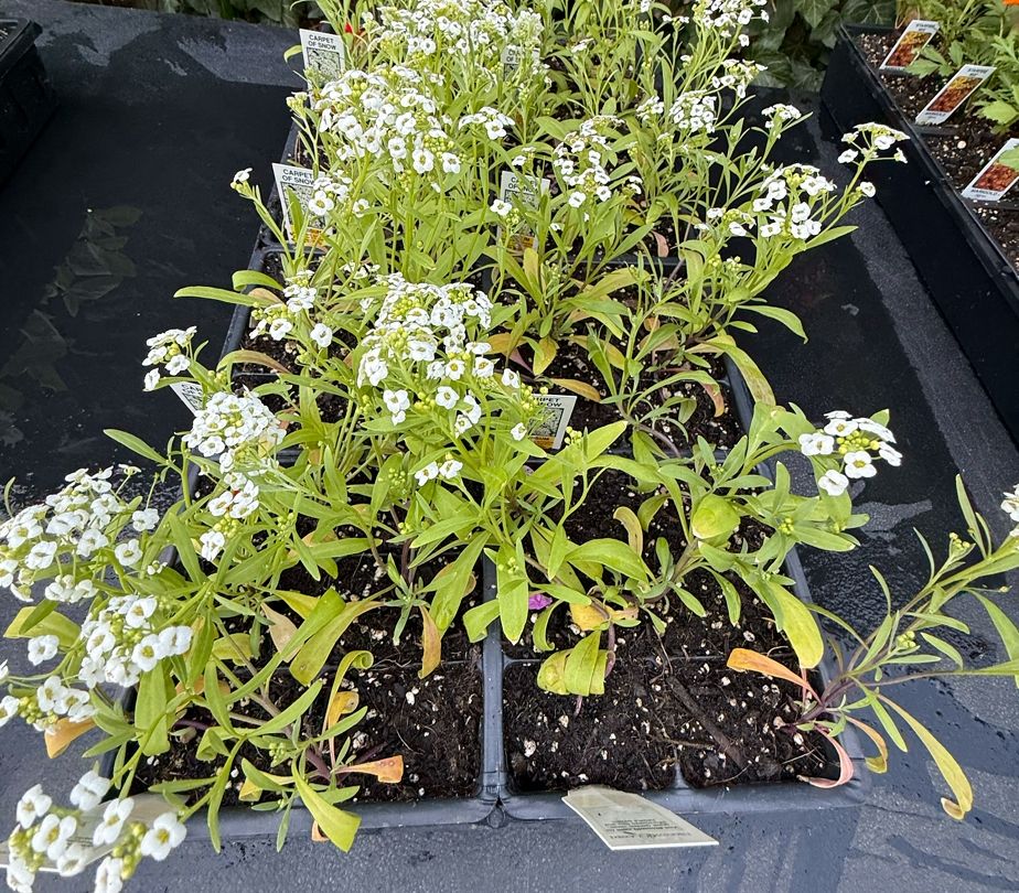 ALYSSUM, snow crystal, plants, 4-pack