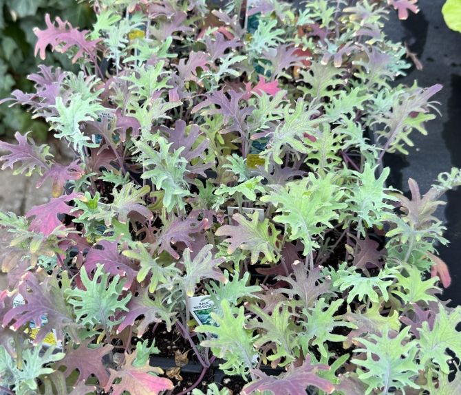 KALE, red russian, plants, 4-pack
