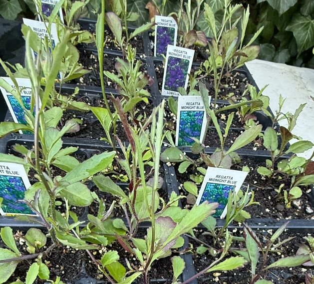 LOBELIA, regatta mix, plants, 4-pack