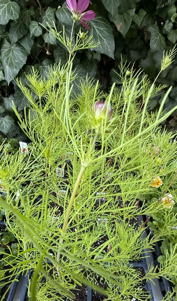 COSMOS, sensation mix, plants, 4 pack