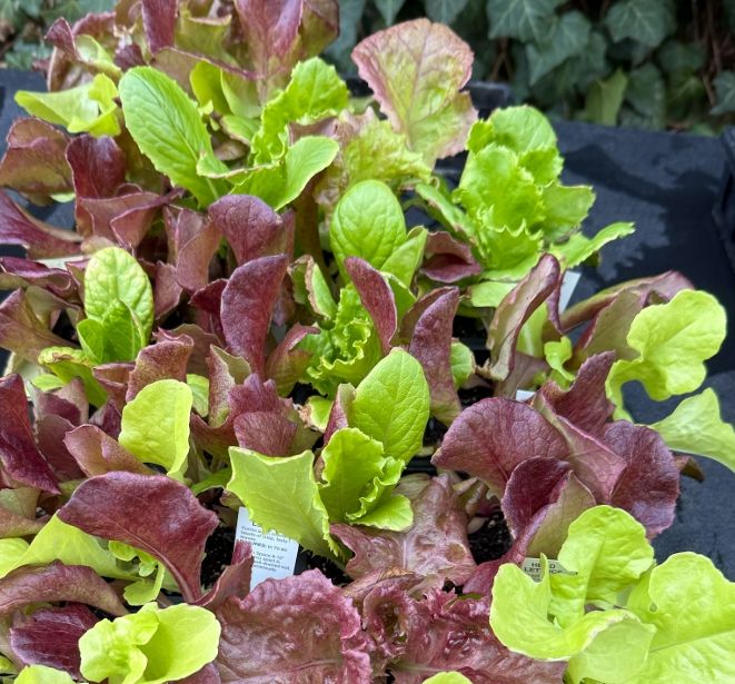 LETTUCE, mixed head, plants, 4-pack