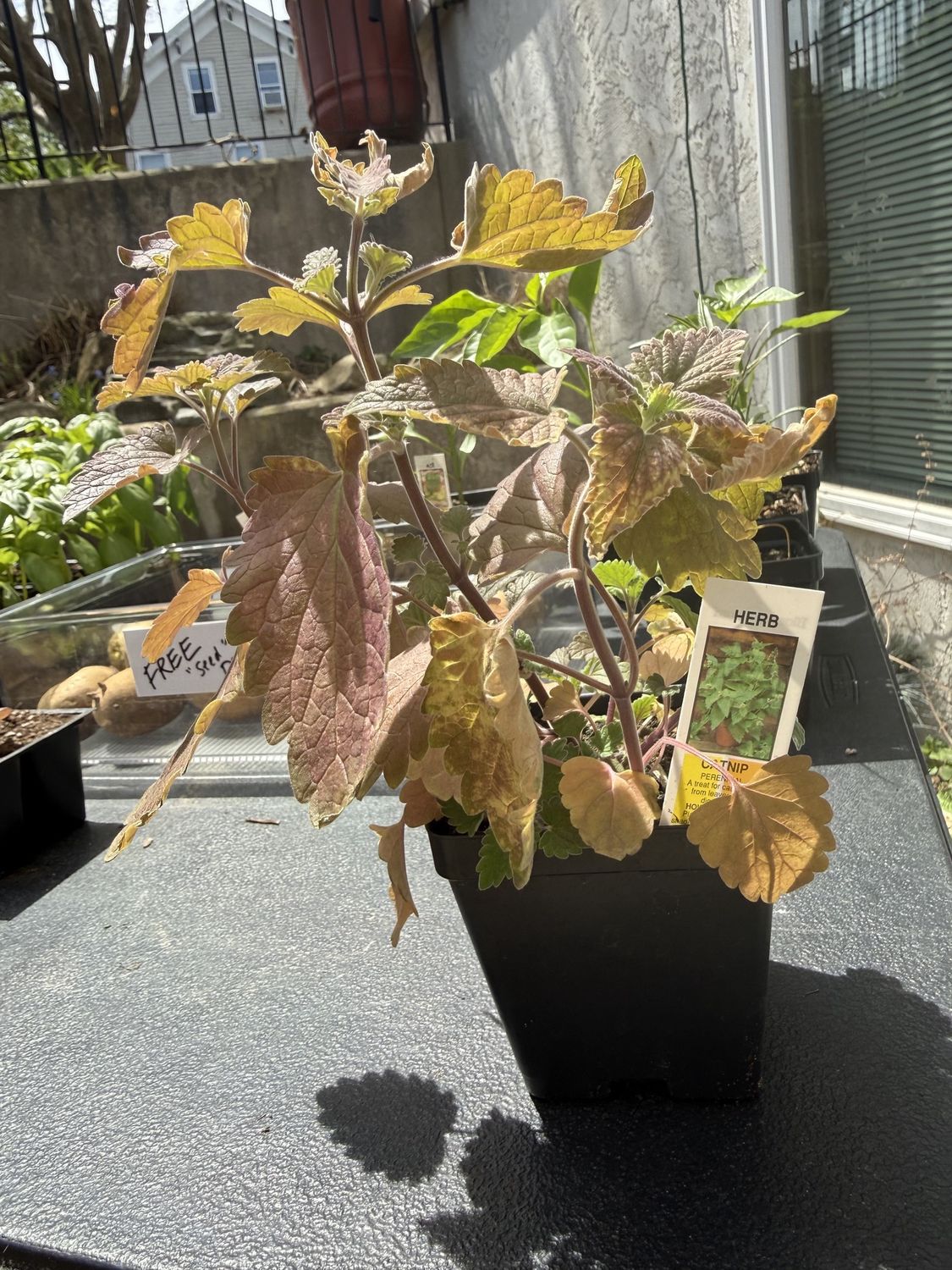 CATNIP, organic plant, single