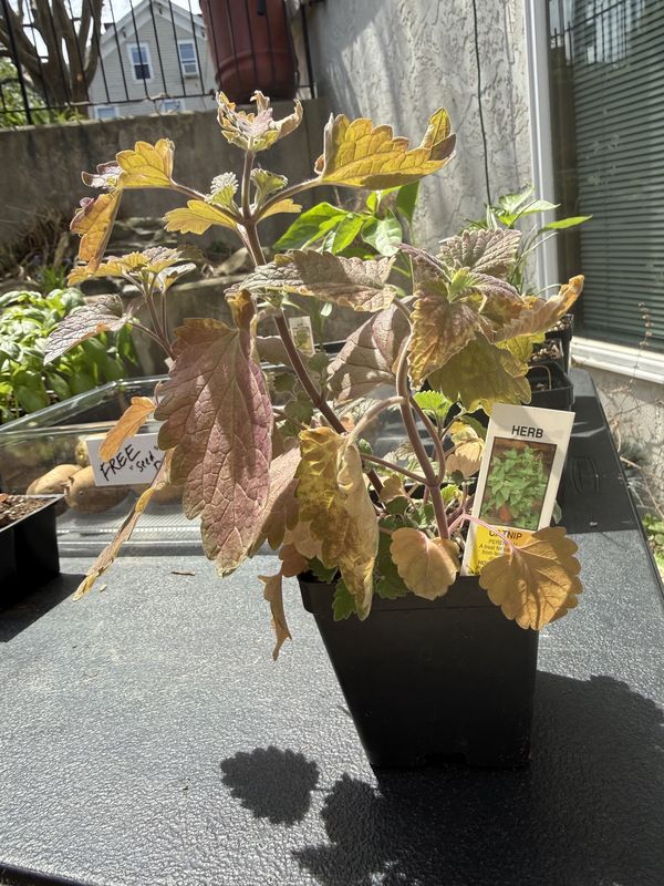 CATNIP, organic plant, single