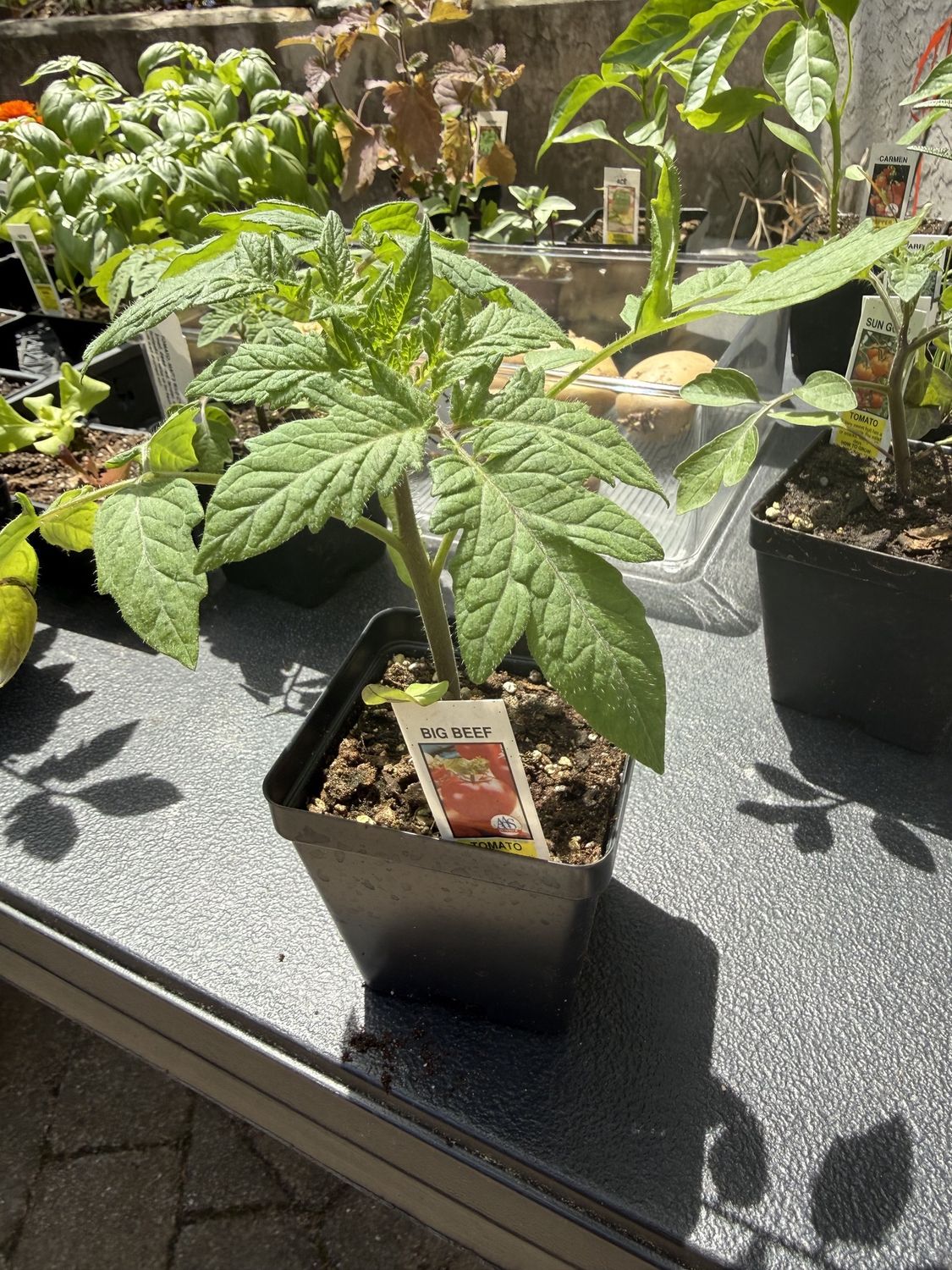 TOMATO, BIG BEEF, organic plants, single