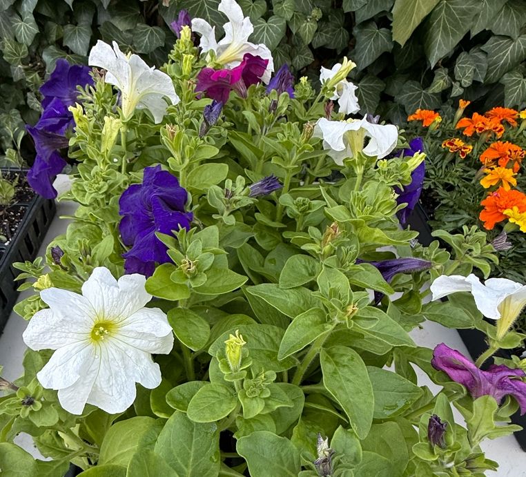 PETUNIA, dream mix, plants, 4-pack