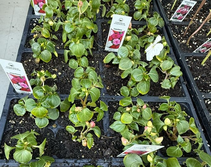 IMPATIENS, beacon mix, plants, 4-pack